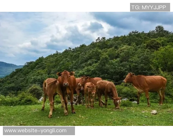 牛与野牛的对决探秘：它们的生活习性与生态角色的深度比较